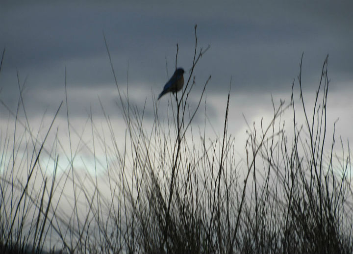 Western Bluebird